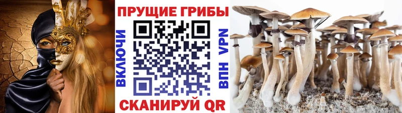 Галлюциногенные грибы Psilocybine cubensis наркота Изобильный